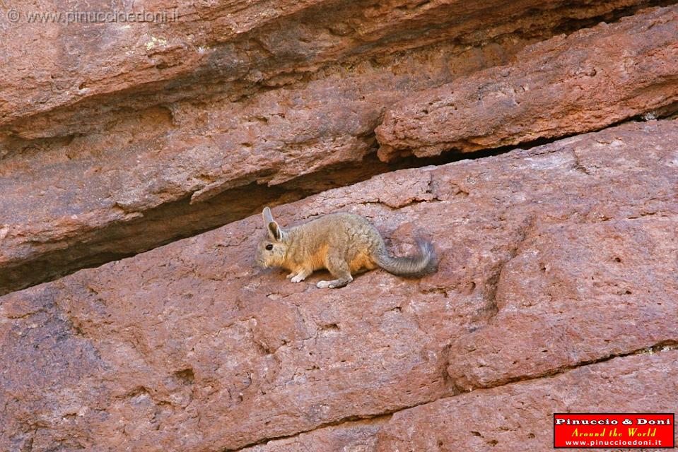 BOLIVIA 2 - Vizcacha de Montana - 1.jpg